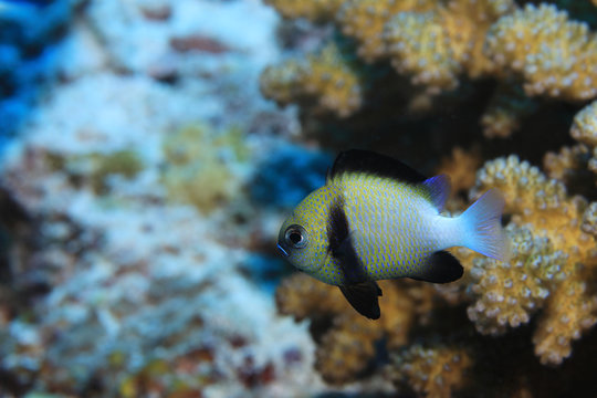Cloudy dascyllus fish underwater in the Indian Ocean