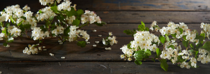 Scattered clusters of fresh white spring blossom