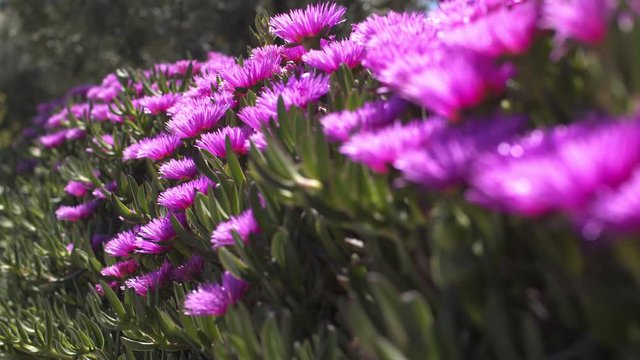Sally-my-handsome flowers, hottentot fig blossoms in a garden in summer. Backlit of purple Carpobrotus edulis plant in a row in the countryside. Violet daisy-like flowering.