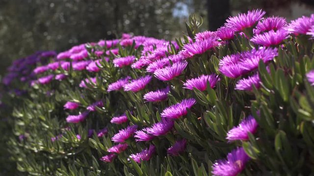 Sally-my-handsome flowers, hottentot fig blossoms in a garden in summer. Purple Carpobrotus edulis plant in a row in the countryside. Violet daisy-like flowering.