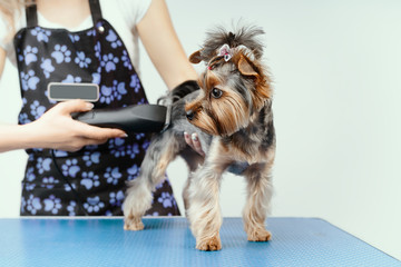 girl groomer makes a stylish haircut for a dog, pet salon