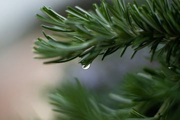 rosemary with a dripping dewdrop. Green background. Freshness
