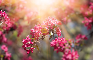 Branch with pink apple flowers
