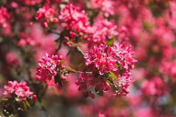 Branch with pink apple flowers
