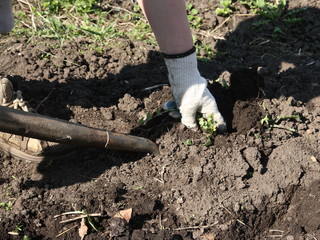 Weeding weeds in the garden.