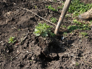 Weeding weeds in the garden.