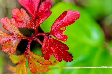 Naklejka na ściany i meble A lovely red plant in the spring in the bush