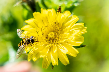 Two little bees on a lovely yellow flower