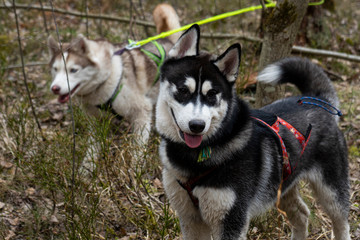 furry husky dog on a walk