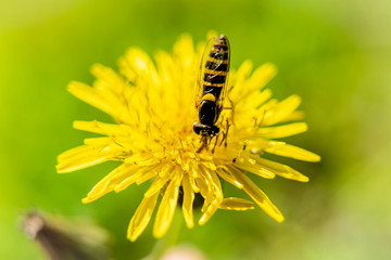 Bees on a beautiful yellow flower, macro photography