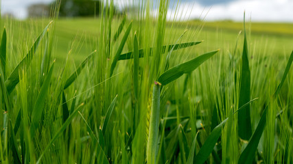 Fototapeta premium green wheat in the wind