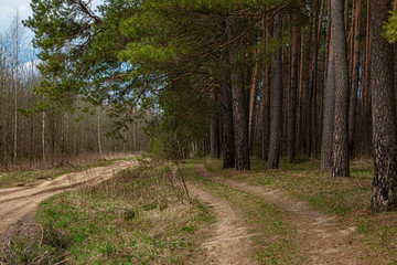 The road in the spring forest