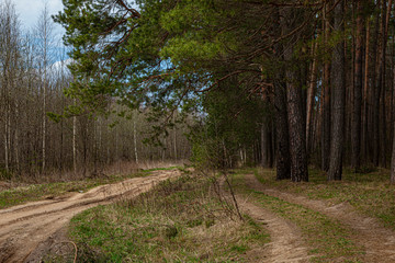 The road in the spring forest