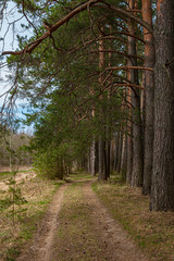 The road in the spring forest