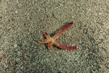 Starfish On the seabed in the Red Sea, eilat israel
