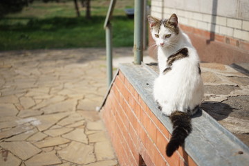 White cat sitting in sunny day outdoor. Rural yard.