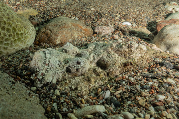 Fish swim in the Red Sea, colorful fish, Eilat Israel
