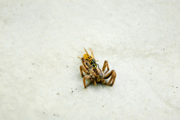 Wasp and spider on a white concrete floor. The life of insects. Summer.