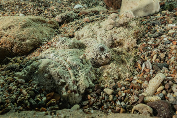 Fish swim in the Red Sea, colorful fish, Eilat Israel
