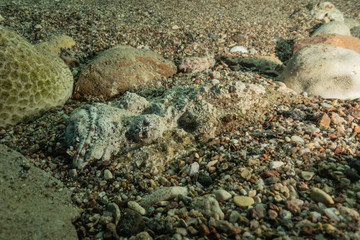 Fish swim in the Red Sea, colorful fish, Eilat Israel
