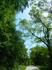 Beautiful nature in the park with road