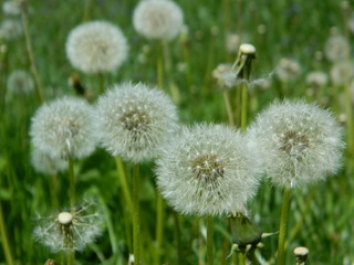 Dandelions on a sunny day in park