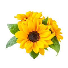 ヒマワリ　白背景の切り抜き素材