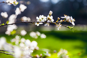 Blooming cherry in spring.