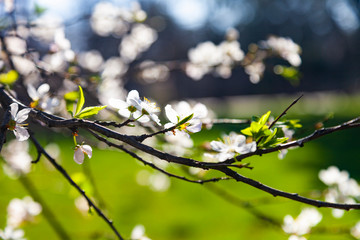 Blooming cherry in spring.