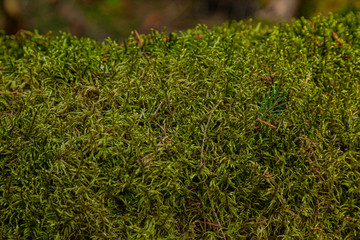 Moss on a fallen tree