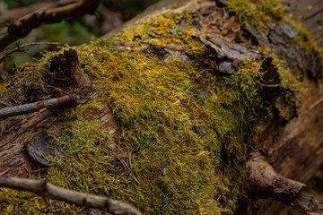Moss on a fallen tree