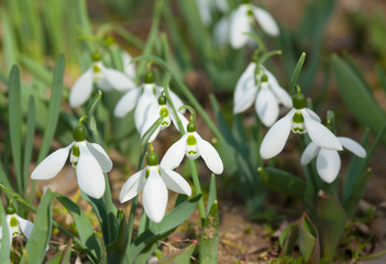 Snowdrops - first spring flowers white colour - on ground, St. St. Constantine and Helena, Bulgaria.