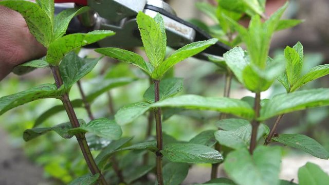 Person is cutting green mint in the garden