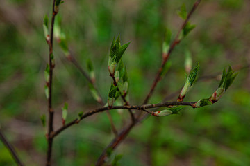 Young leaves in the spring forest