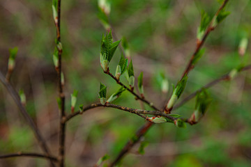 Young leaves in the spring forest