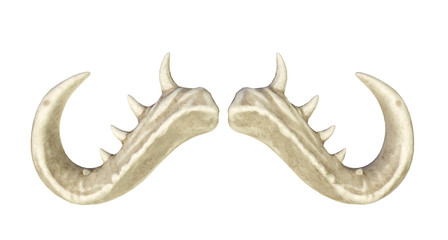 Horns for a bull, horns of a monster on a white background 3d render