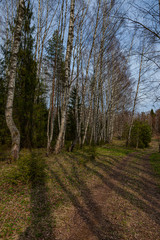 Fototapeta premium The road in the spring forest
