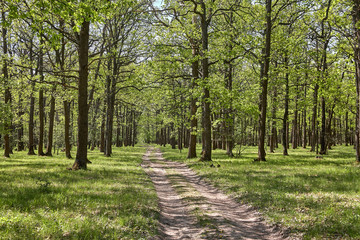 oak forest with a road