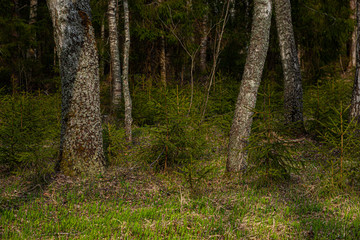 The road in the spring forest