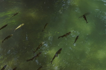 Fische im schattigen Gew&auml;sser