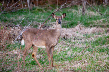 White-tailed deer female, looking alert standing in a Wisconsin forest in May