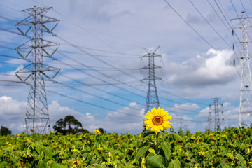 isolated sunflower in the field, with defocused energy towers in the background