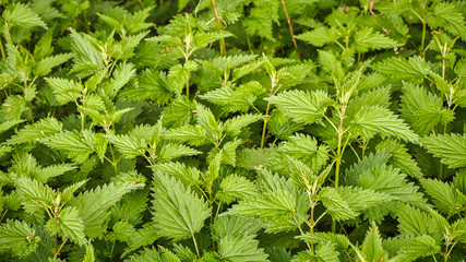 Die Brennnessell Pflanze ist vielzeitig im Garten und in der Küche einsetzbar 