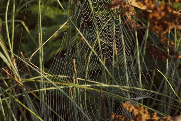 Herbstliches Spinnennetz in der Morgensonne