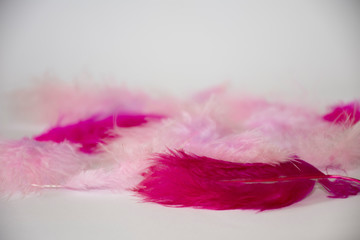 Close up of pink feathers