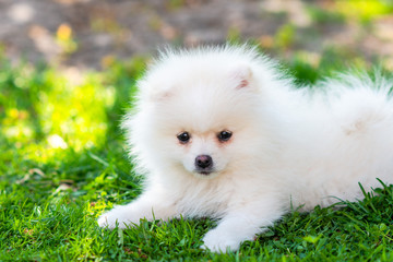 Little white Spitz puppy lies in green grass
