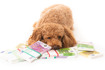 Little dog and money. money different banknotes with poodle dog
