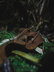 Frog on the grass in costa rica called Rain Frog
