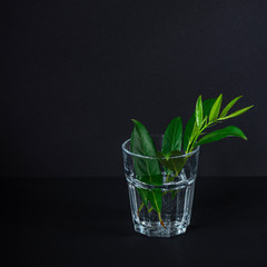 Green leaves in a glass of water on black background, copy space