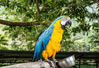 Tropical parrot